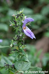 Parc national de Nyungwe - Rwanda