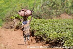 Le pays des milles collines - Rwanda