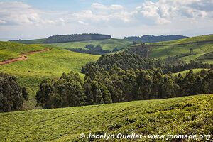 Le pays des milles collines - Rwanda