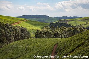 Land of a Thousand Hills - Rwanda