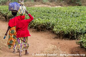 Land of a Thousand Hills - Rwanda