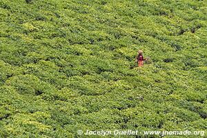 Land of a Thousand Hills - Rwanda