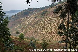 Le pays des milles collines - Rwanda