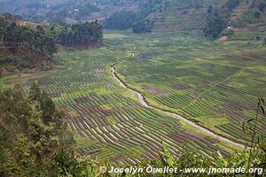 Le pays des milles collines - Rwanda