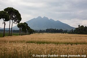 Le pays des milles collines - Rwanda