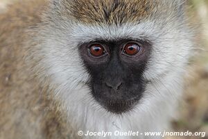 Parc national de Tarangire - Tanzanie