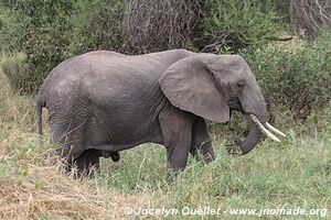 Parc national de Tarangire - Tanzanie