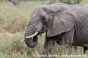 Parc national de Tarangire - Tanzanie