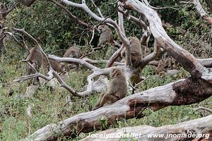 Parc national de Tarangire - Tanzanie