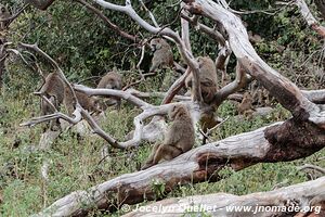 Tarangire National Park - Tanzania