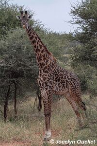 Tarangire National Park - Tanzania