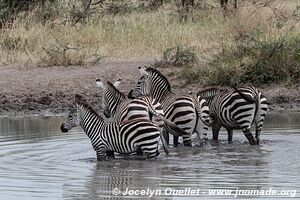 Parc national de Tarangire - Tanzanie