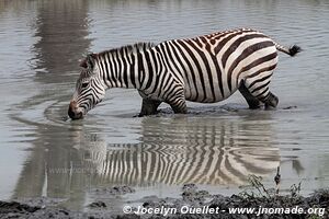 Tarangire National Park - Tanzania