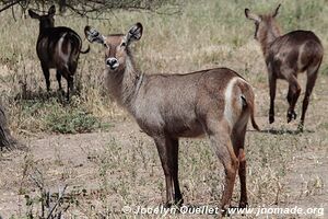 Parc national de Tarangire - Tanzanie