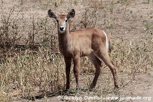 Tarangire National Park - Tanzania