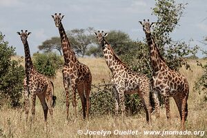 Parc national de Tarangire - Tanzanie