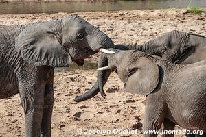 Tarangire National Park - Tanzania