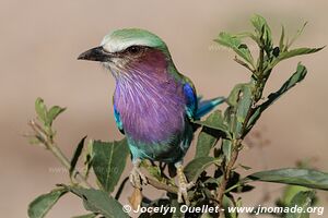 Tarangire National Park - Tanzania