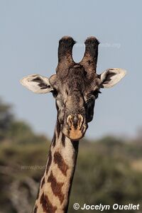 Parc national de Tarangire - Tanzanie