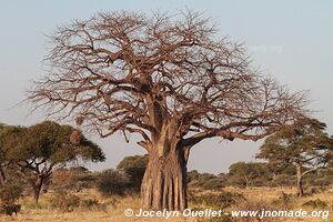 Parc national de Tarangire - Tanzanie