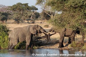 Tarangire National Park - Tanzania