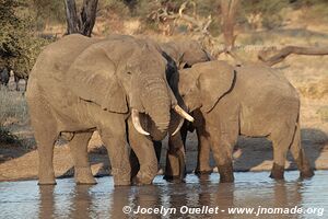 Tarangire National Park - Tanzania