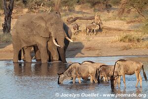 Parc national de Tarangire - Tanzanie