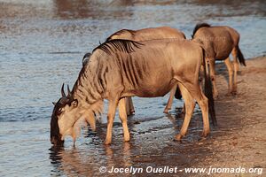 Parc national de Tarangire - Tanzanie