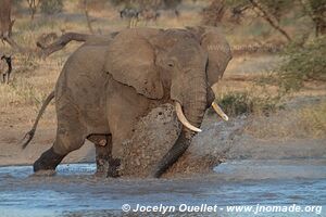 Parc national de Tarangire - Tanzanie