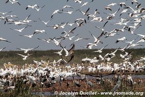 Manyara National Park - Tanzania