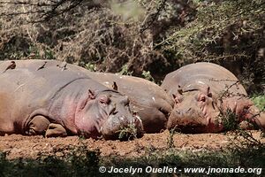 Parc national de Manyara - Tanzanie