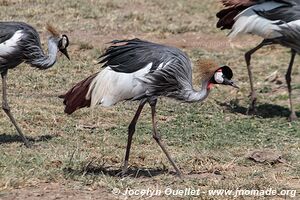 Parc national de Manyara - Tanzanie