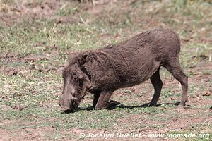 Parc national de Manyara - Tanzanie