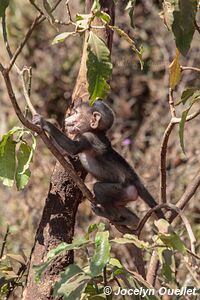 Parc national de Manyara - Tanzanie