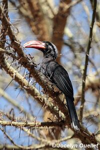 Parc national de Manyara - Tanzanie