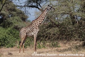 Manyara National Park - Tanzania