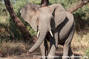 Parc national de Manyara - Tanzanie