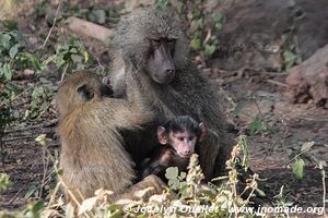 Parc national de Manyara - Tanzanie