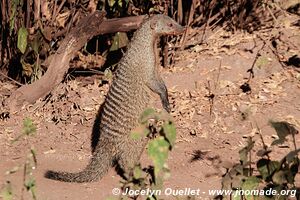 Manyara National Park - Tanzania