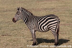 Manyara National Park - Tanzania