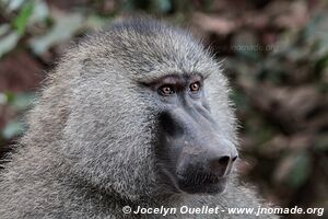 Manyara National Park - Tanzania