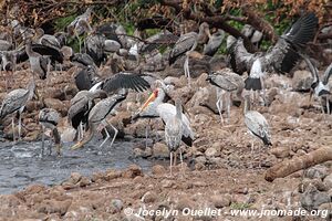 Manyara National Park - Tanzania