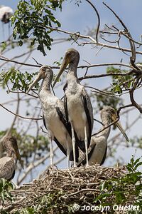 Manyara National Park - Tanzania