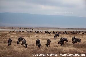 Ngorongoro Conservation Area - Tanzania