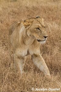 Aire de conservation du Ngorongoro - Tanzanie