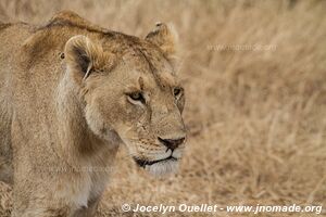 Aire de conservation du Ngorongoro - Tanzanie