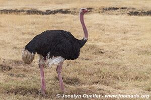 Ngorongoro Conservation Area - Tanzania