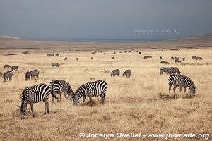 Aire de conservation du Ngorongoro - Tanzanie