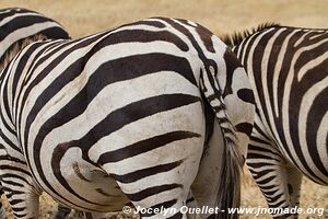 Ngorongoro Conservation Area - Tanzania