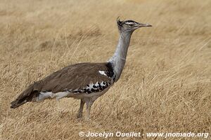 Aire de conservation du Ngorongoro - Tanzanie